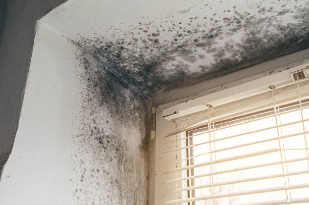 Affordable Mold Remediation solutions in Saluda, VA